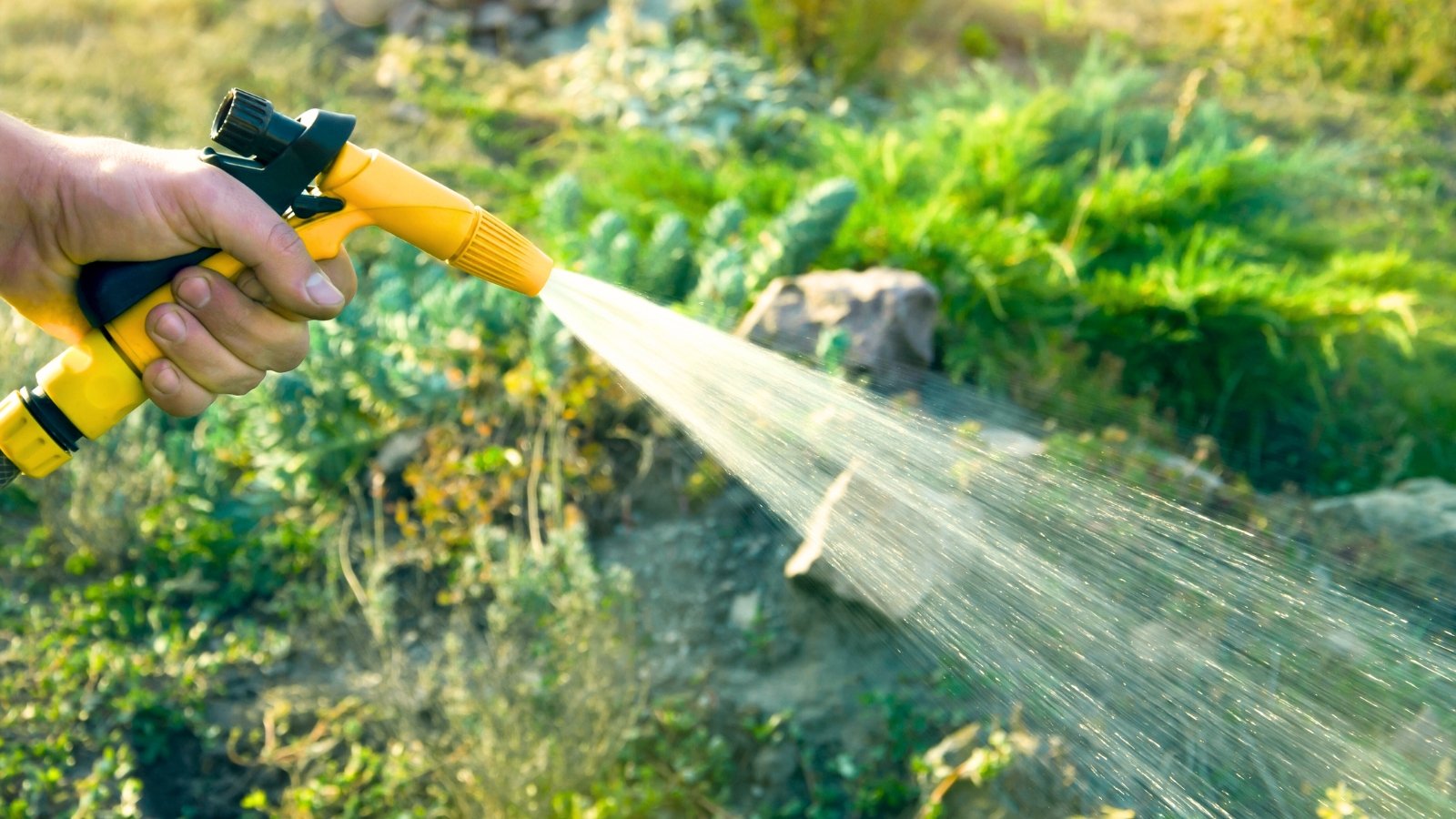 Male hand gripping a hose with a yellow nozzle, spraying water over lush evergreen plants in a garden bed.