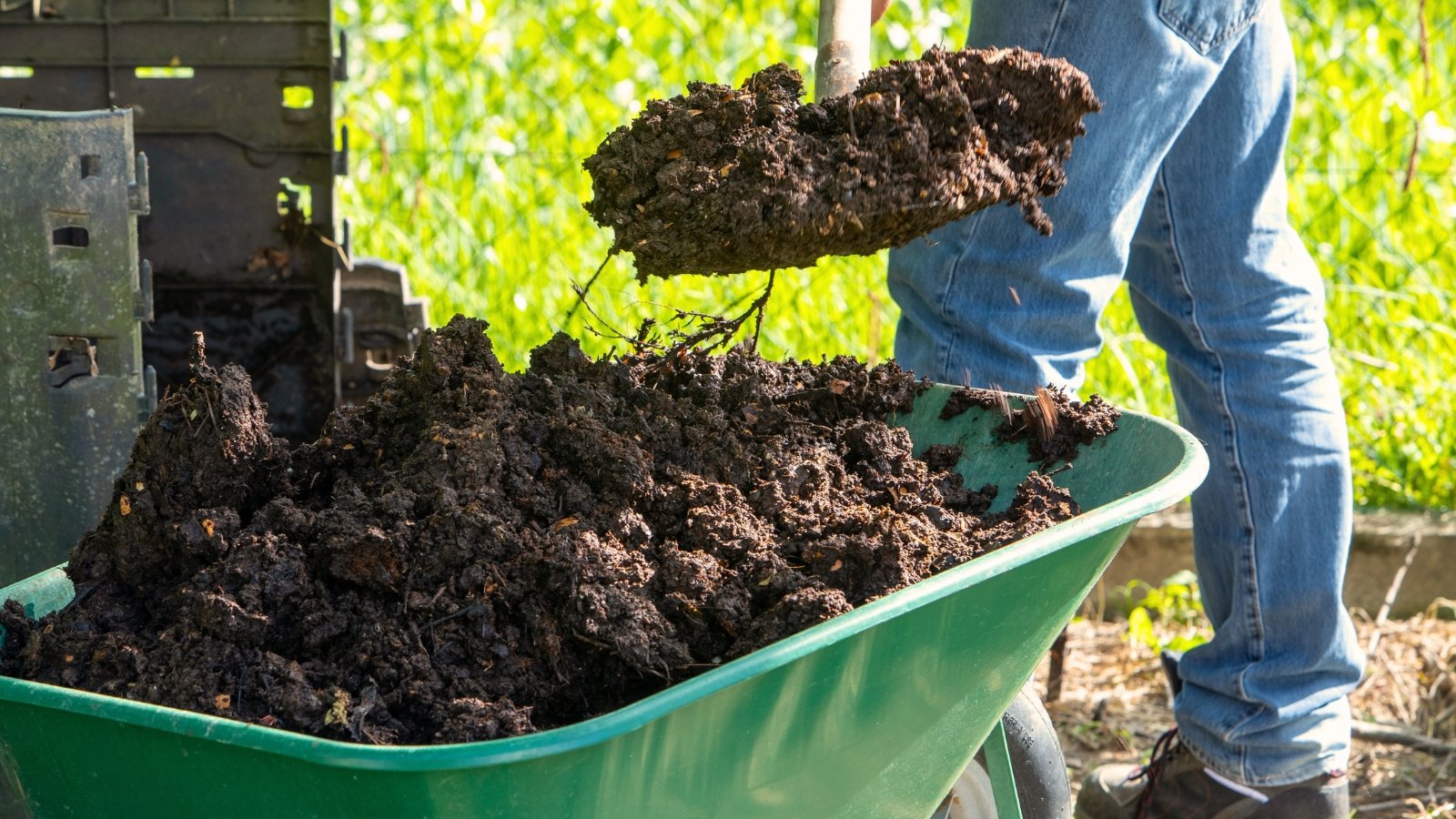 A man uses a shovel to load rich dark compost into a green wheelbarrow in the garden.