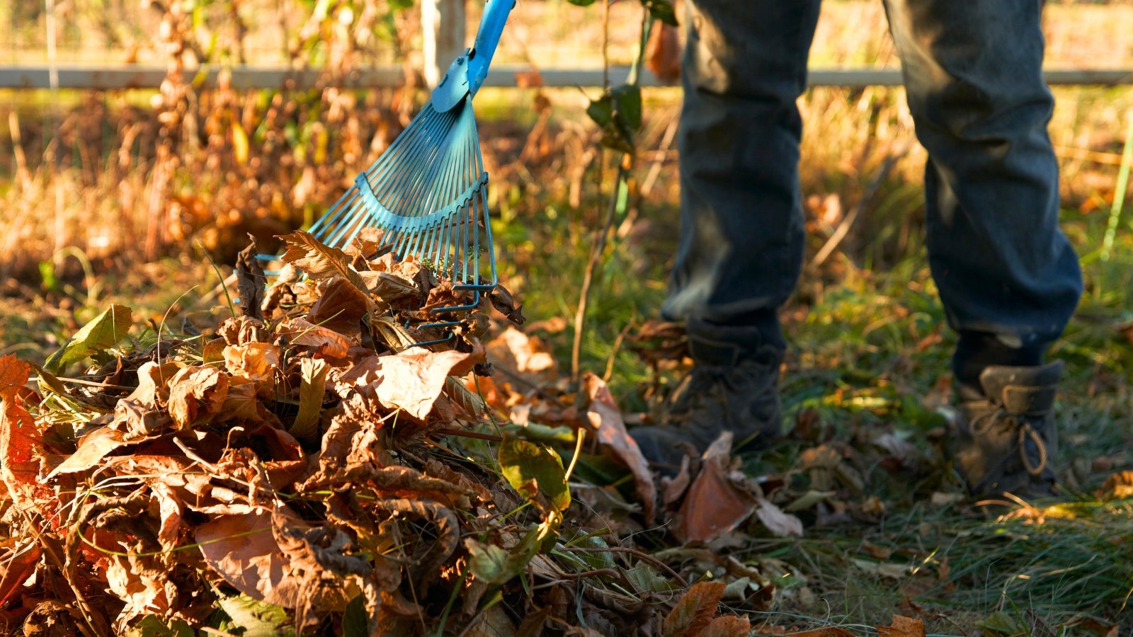 A male gardener rakes dry autumn fallen leaves into a pile using a blue rake in a sunny garden.