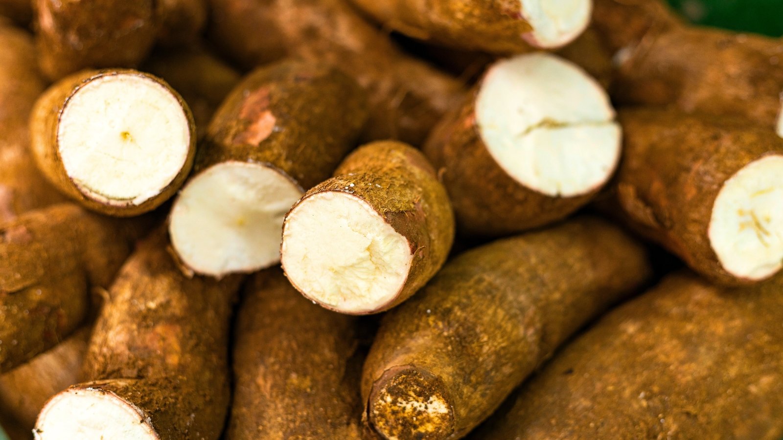 A dense cluster of long, thick, brown, cylindrical roots with a rough, woody exterior, several of which are cut to show the stark white, starchy interior.
