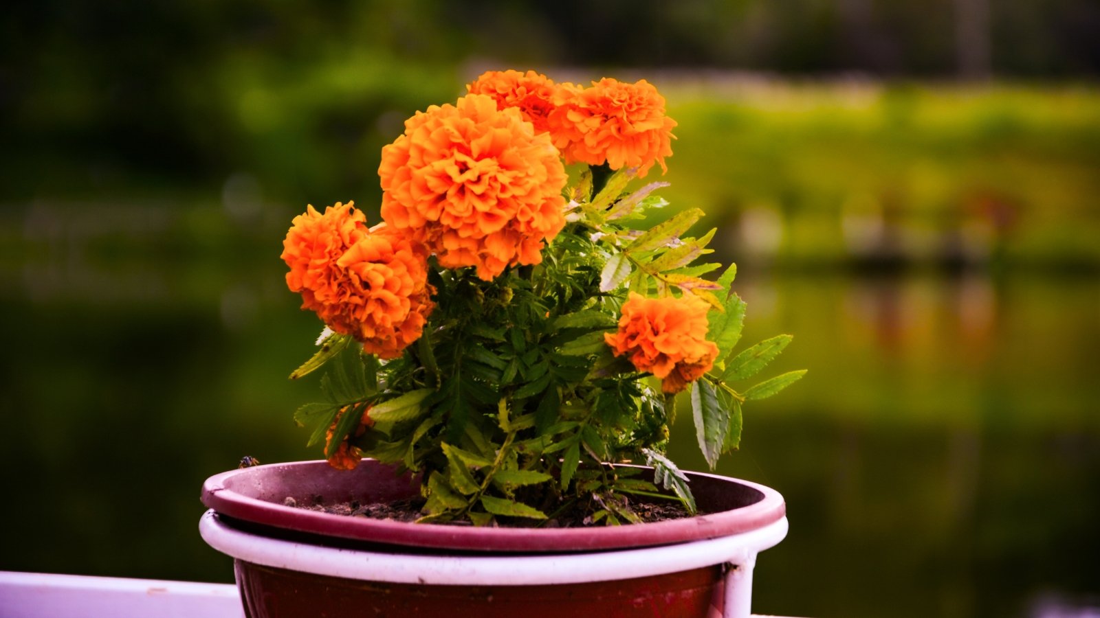A single pot holding a cluster of bright orange, densely petaled, spherical blooms and small green leaves.