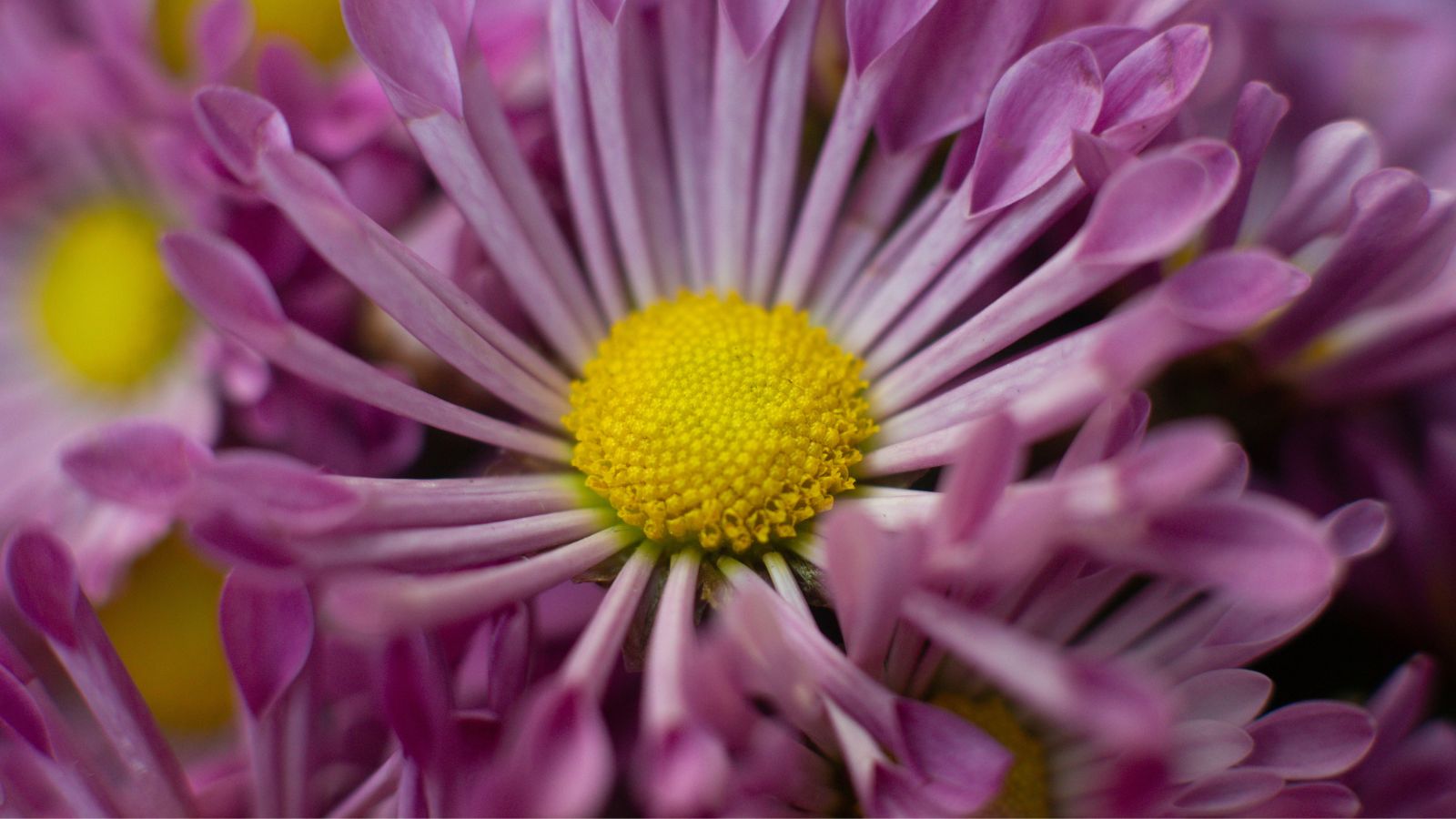 A closeup shot of a flower with a bright yellow center and delicate petals with a spoon-like form