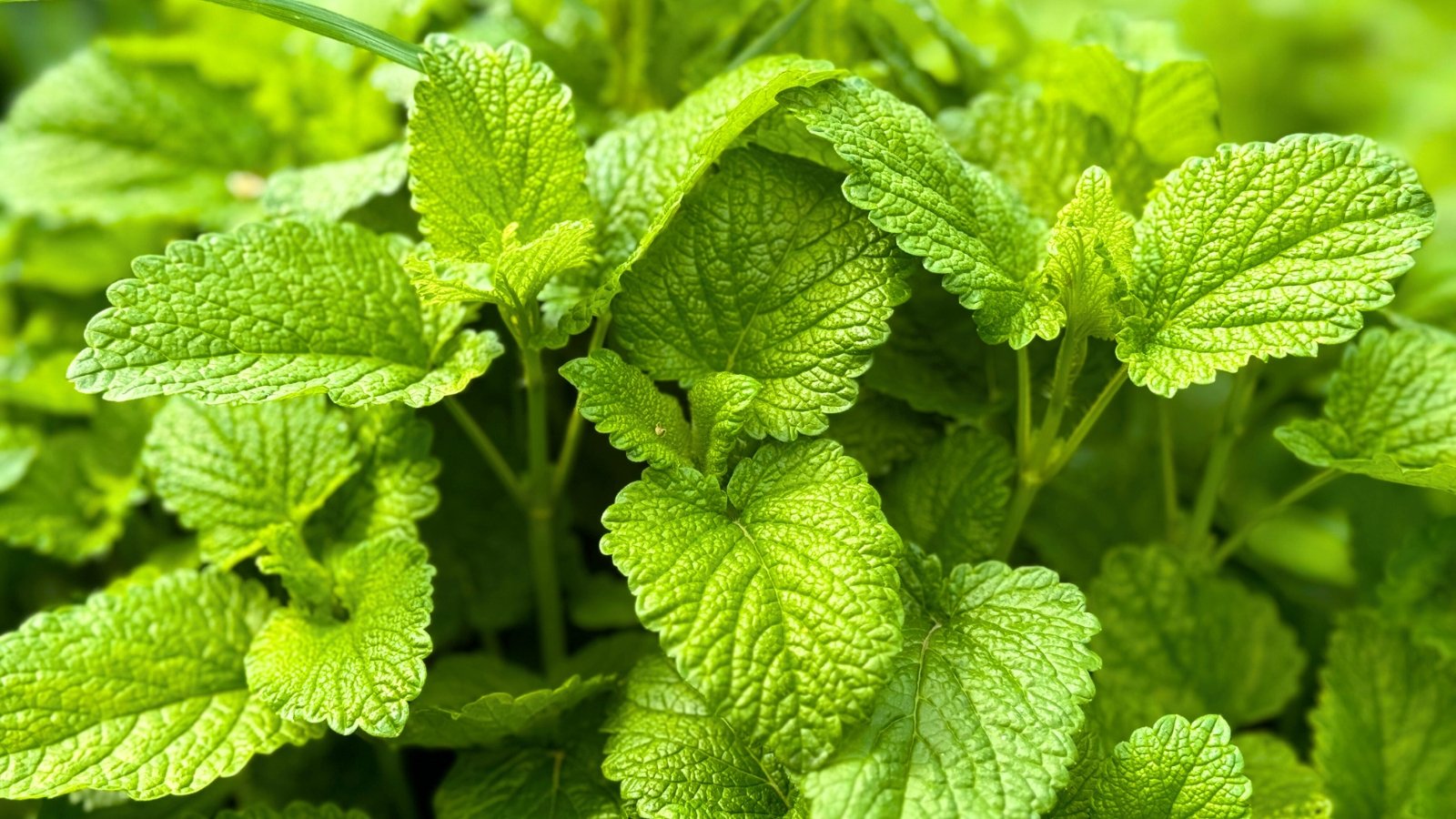 A close-up of a bushy plant with serrated, heart-shaped, bright-green leaves covered in a soft, fine fuzz.
