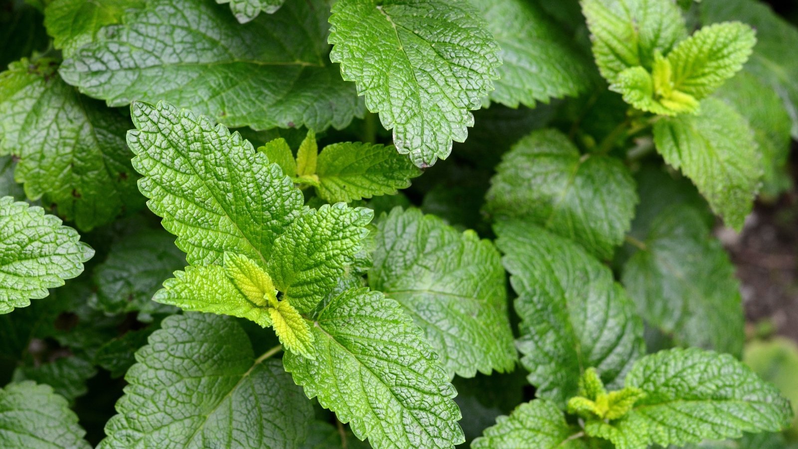 Bright green, crinkled leaves with prominent veins and serrated edges grow in a dense, upright cluster.