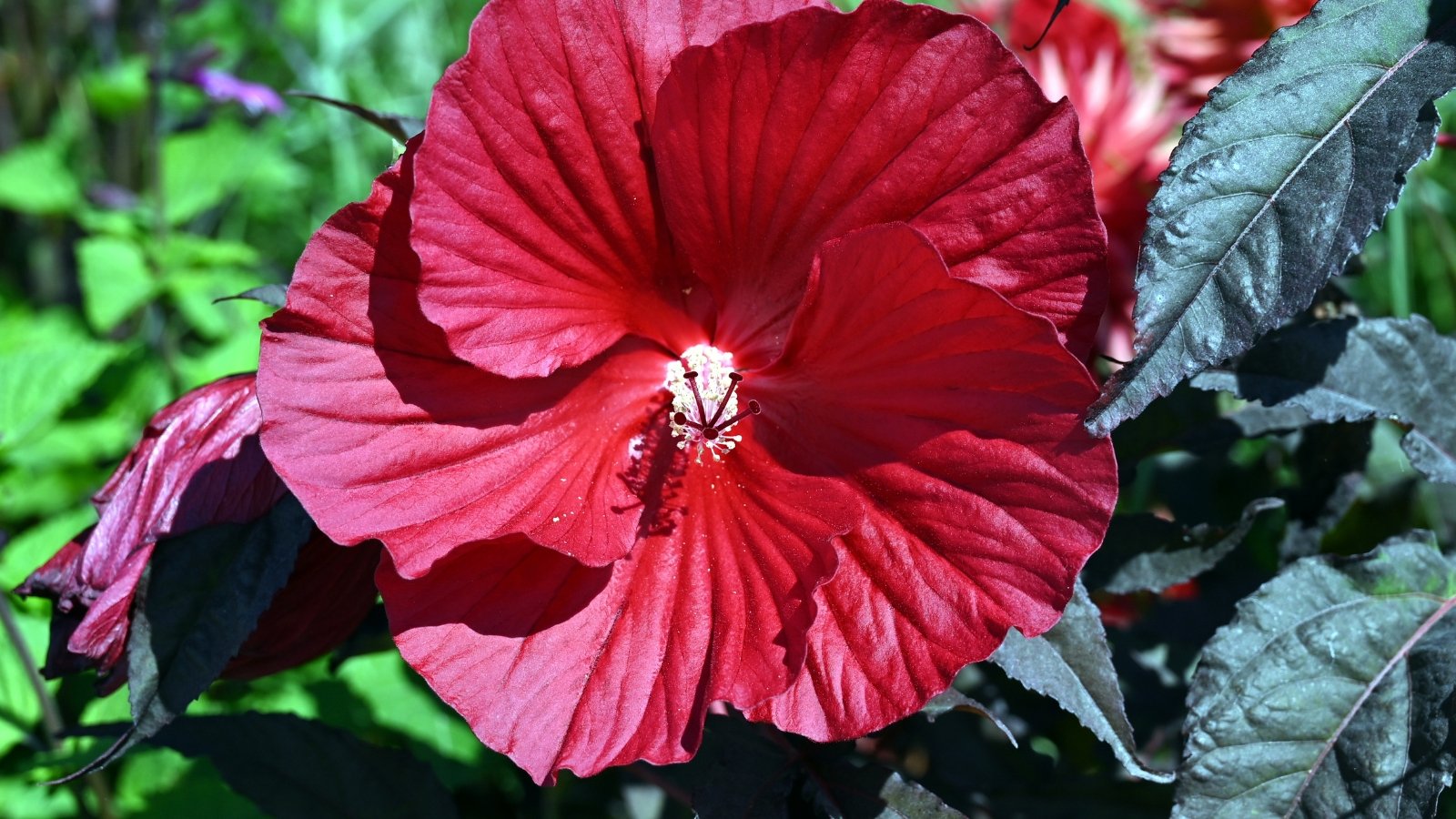 Large, deep red hibiscus flower with ruffled petals and a prominent central stamen, set against broad, lobed, dark purple glossy leaves.