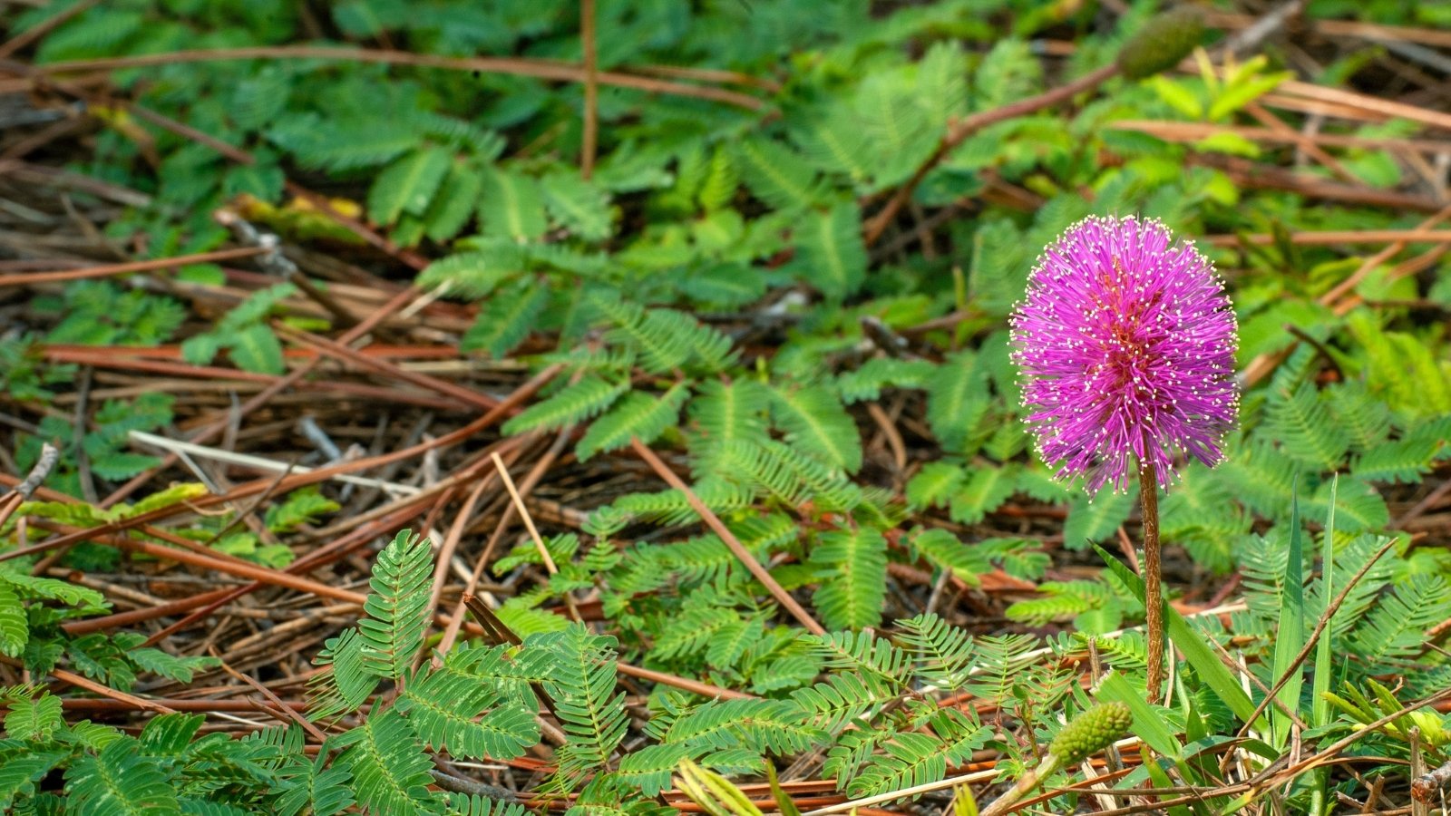 Low-growing groundcover with feathery, fern-like green leaves and round clusters of bright pink, powder-puff-like flowers.