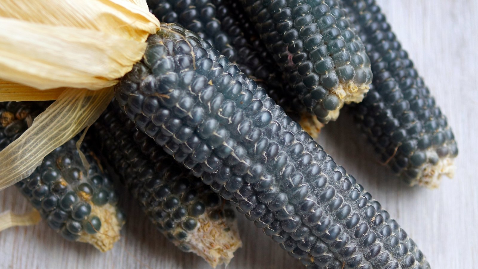 Small corn cobs with tiny, deep-blue kernels clustered closely together.