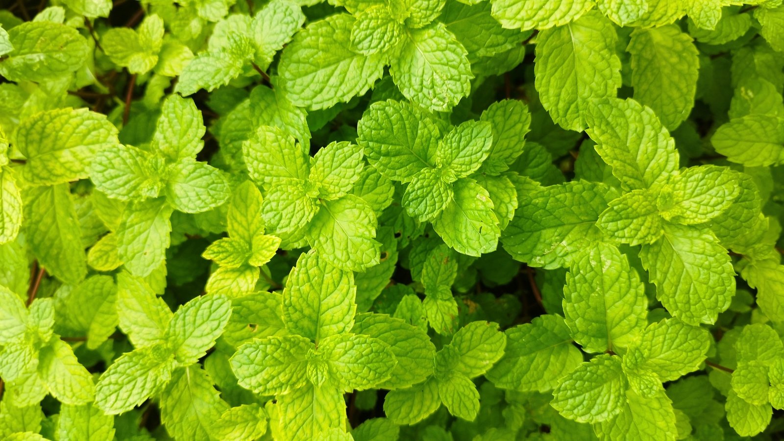 A close-up, top-down view of bright green leaves with a distinct wrinkled texture and serrated edges.