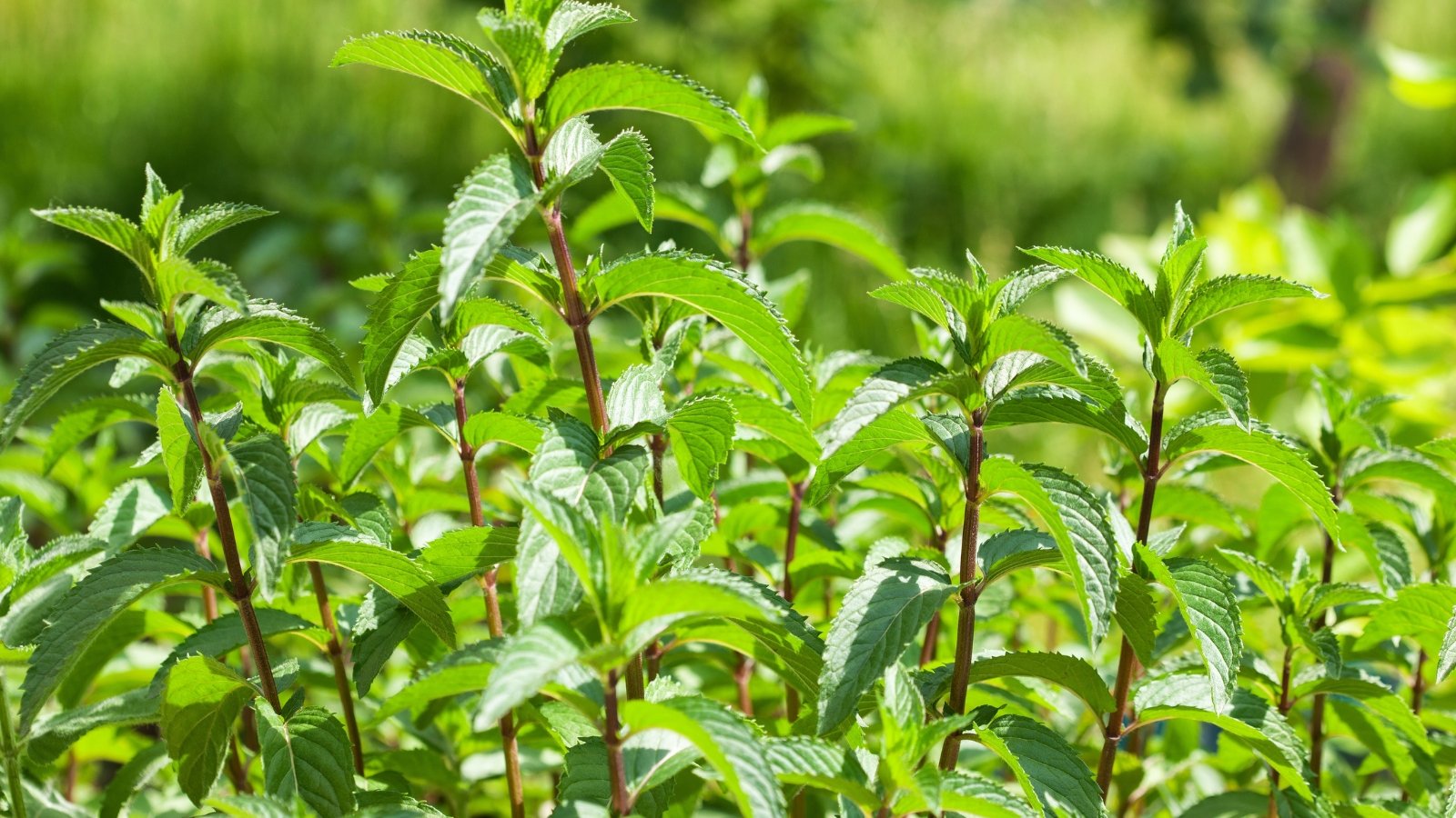 Square, upright stems hold dense clusters of lush, oval leaves with sharply serrated edges and a vibrant green color, forming a textured display.