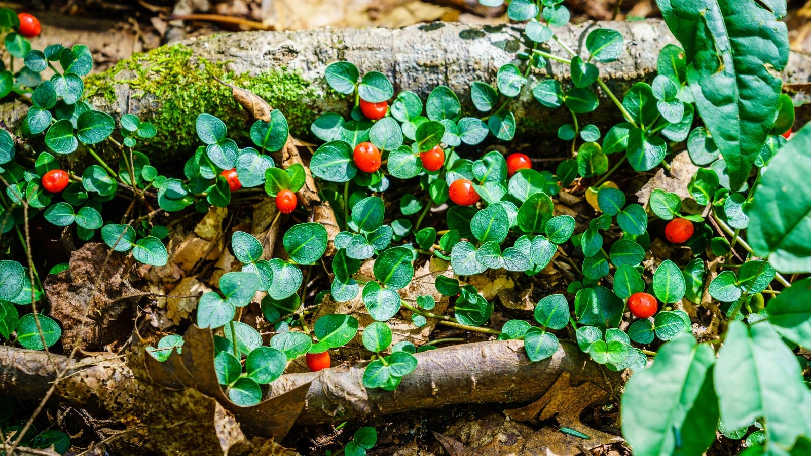 Low-growing plant with pairs of glossy, oval green leaves and small red berries nestled between the foliage.