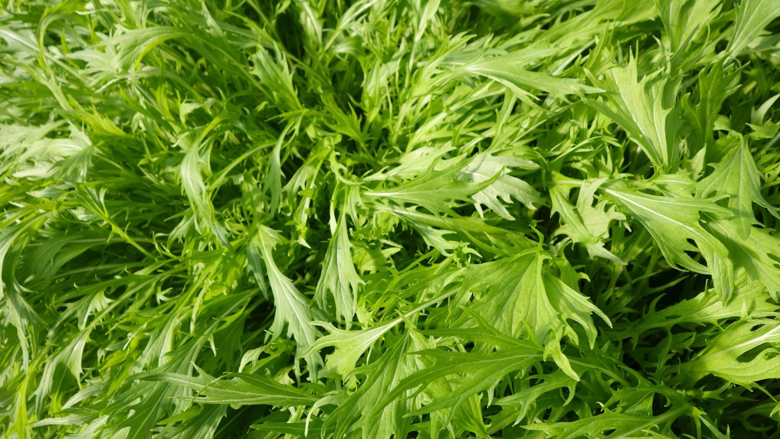Delicate clusters of slender, deeply serrated green leaves with feathery edges form a dense, leafy rosette.