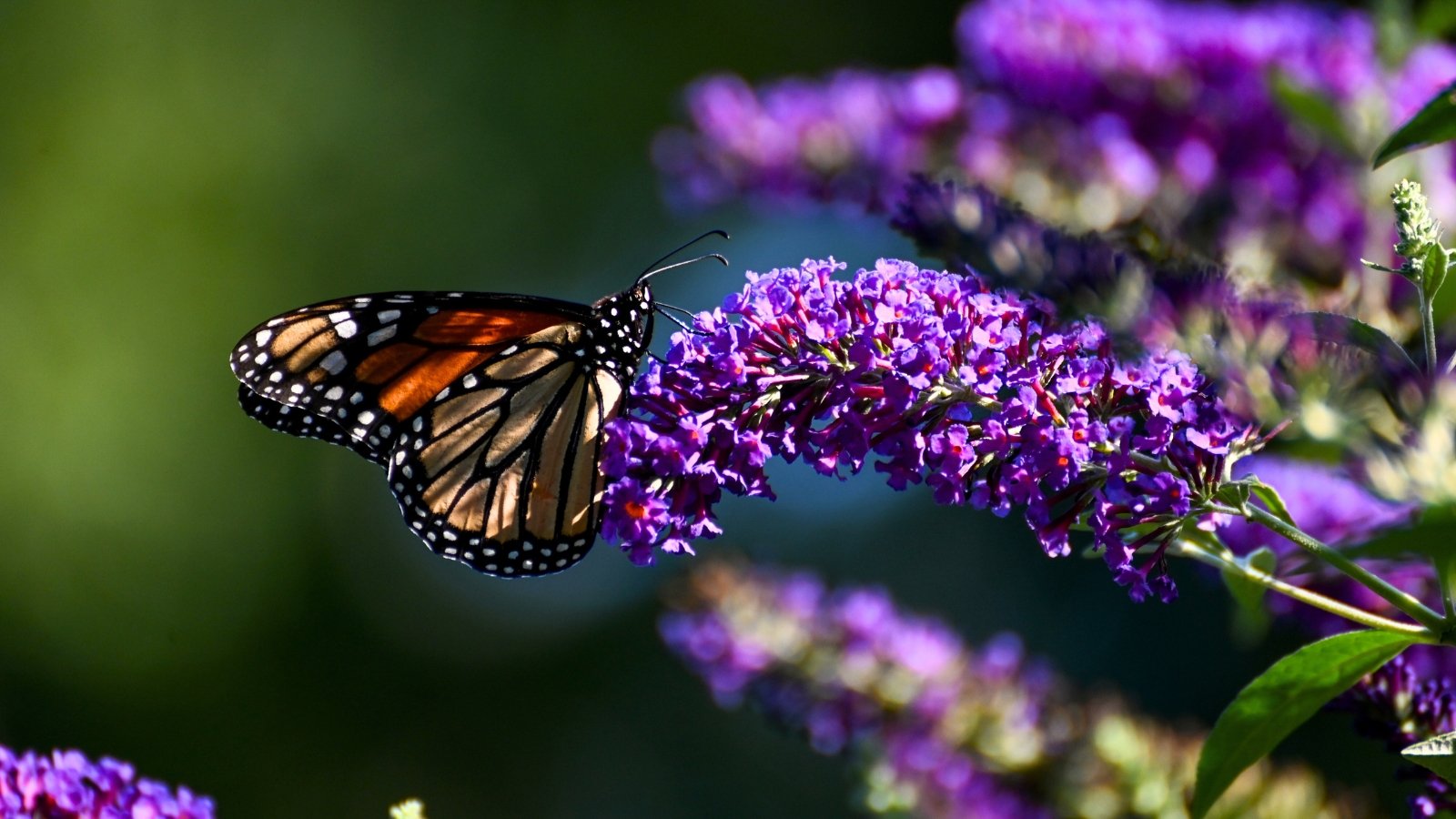 A Monarch butterfly with bright orange and black patterned wings feeds on the nectar of a purple Buddleja butterfly bush flower.