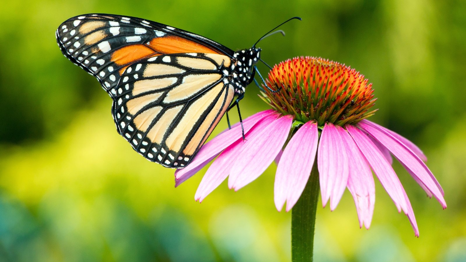 Monarch butterfly with orange and black patterned wings perched on a purple coneflower with a spiky orange center cone.