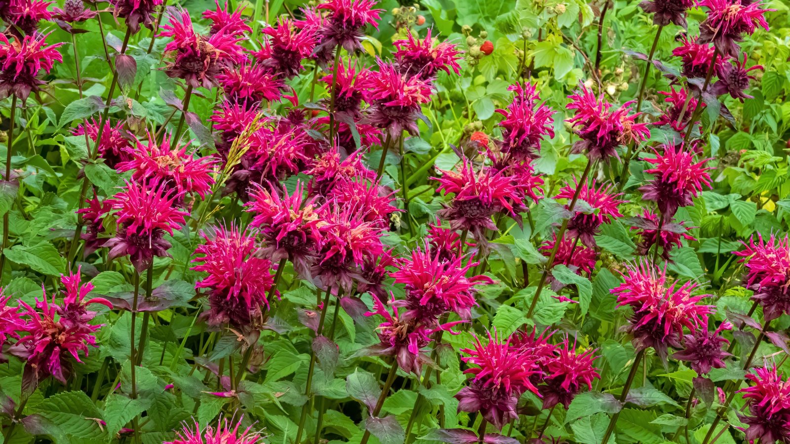 Clusters of bright pink, tubular flowers with spiky petals and green foliage in full bloom.