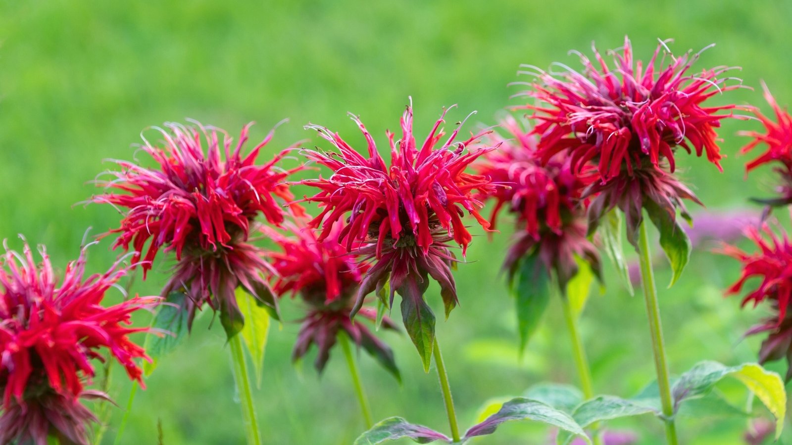 A cluster of striking, spiky red flowers with thin, tube-like petals radiates from a central point.