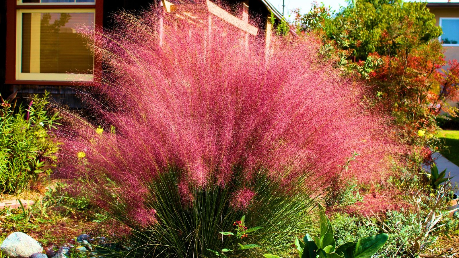 A large, billowy mass of fine, hair-like pink inflorescences creating a soft, misty appearance.