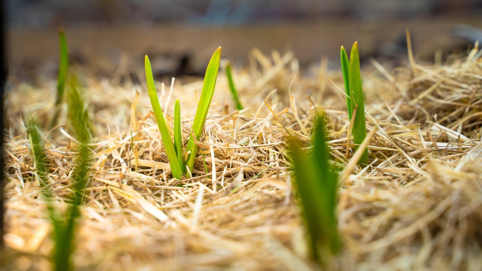Green garlic sprouts emerge from the soil, surrounded by a layer of straw mulch.