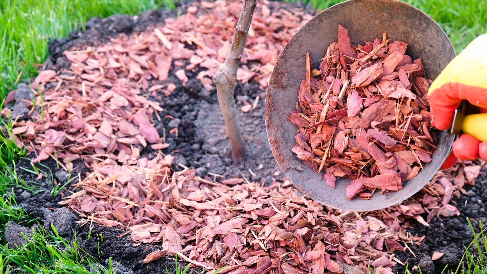 Close-up of gardener's hands in yellow and red gloves spreading pink wood chip mulch from a metal bowl around the base of a young tree.