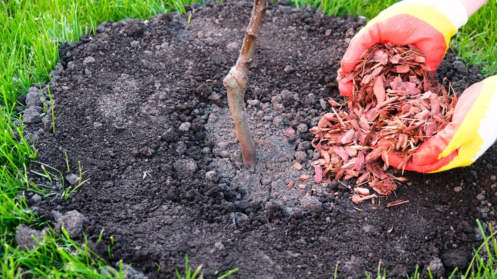 Gardener’s hands in red-yellow gloves spread larch bark mulch around the base of a young fruit tree trunk.
