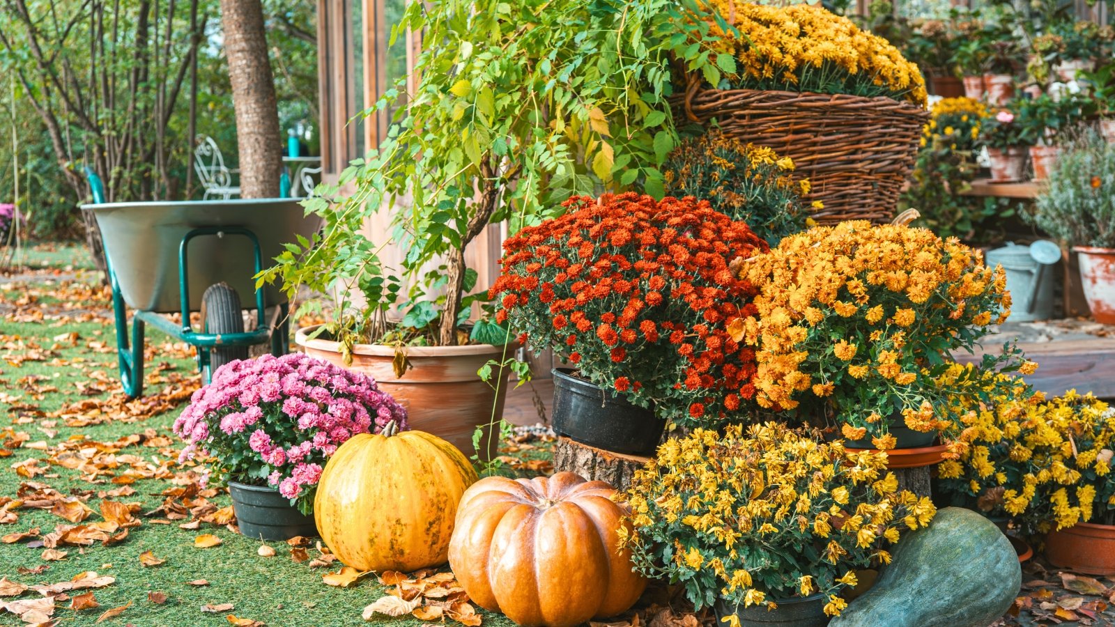 A vibrant grouping of clustered flowers in shades of yellow, orange, and purple, arranged with large pumpkins on the ground.