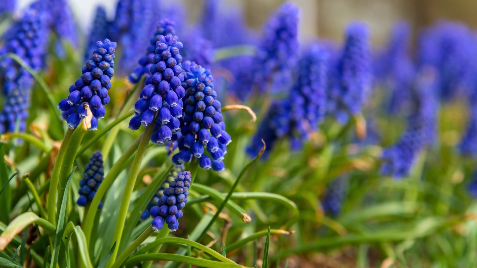 Clusters of tiny, bell-shaped deep blue flowers form dense spikes above slender, grass-like green leaves.