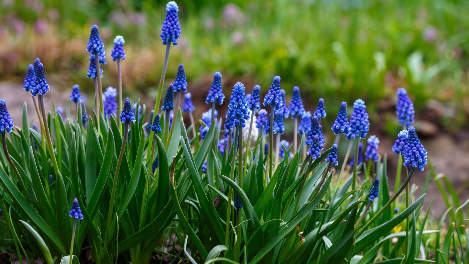 Dense clusters of small, tightly packed, bell-shaped deep blue flowers on slender green stems with narrow, grass-like leaves.