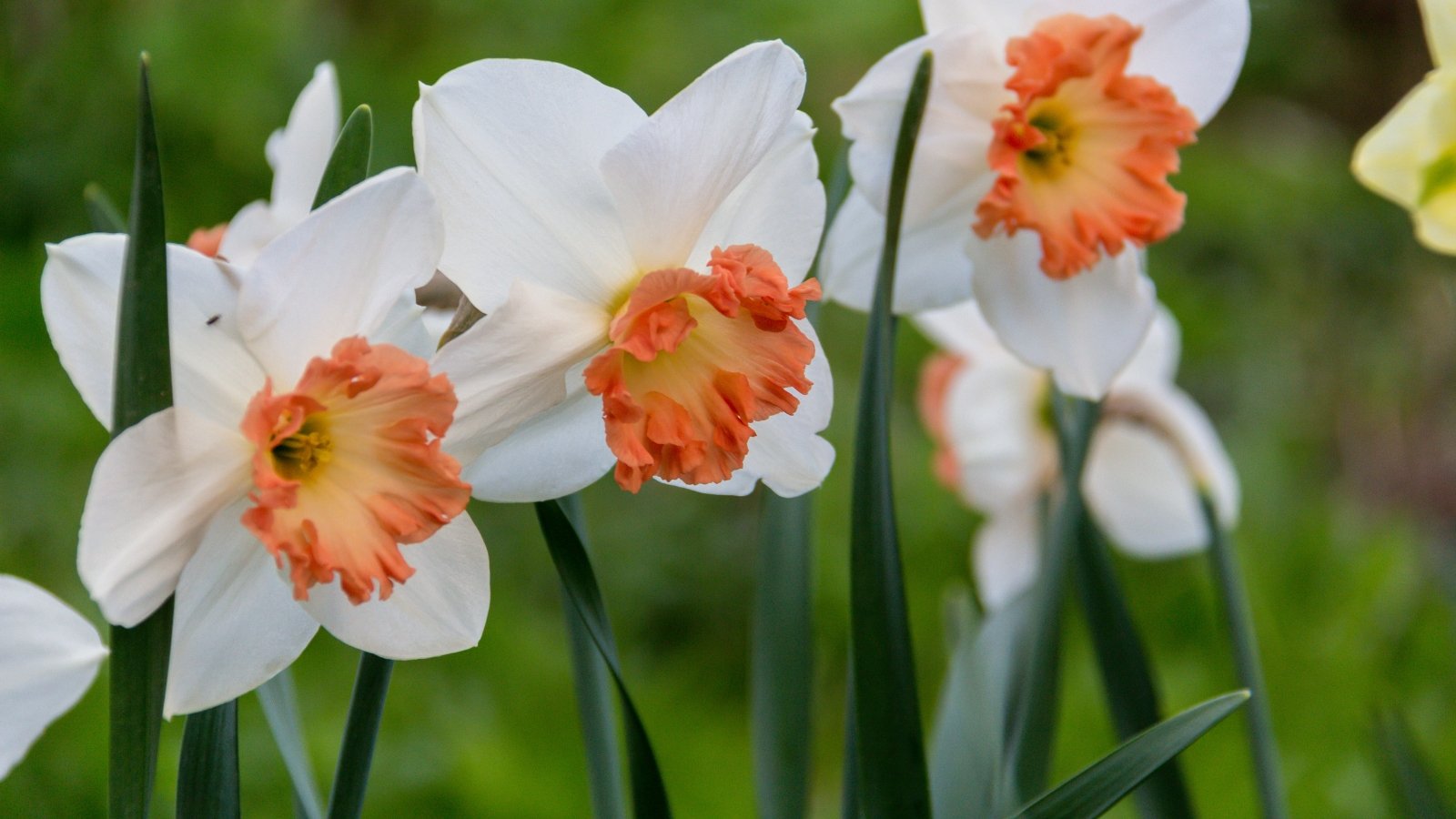 Elegant daffodils bloom with pure white petals surrounding a frilled, soft pink trumpet-shaped corona, rising above slender green stems and narrow, strap-like leaves.