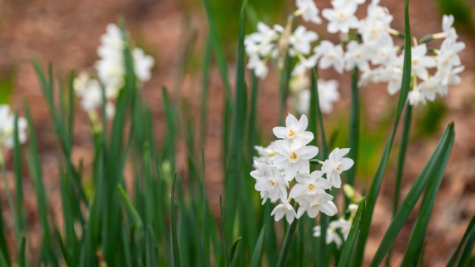 Cluster of delicate, trumpet-shaped white flowers with slender green leaves.
