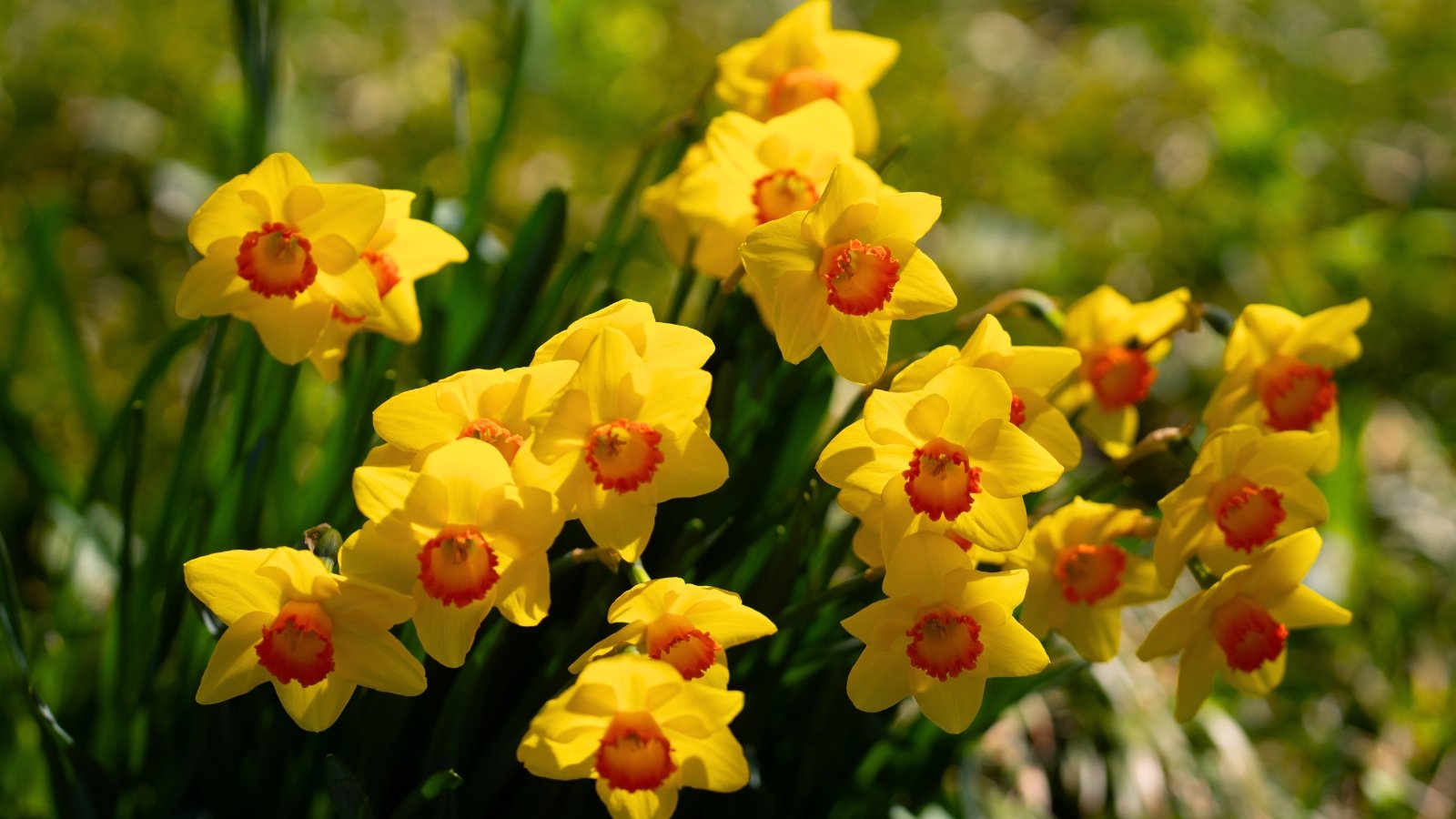 A bouquet of bright yellow flowers with six flat petals and an orange, trumpet-shaped center.