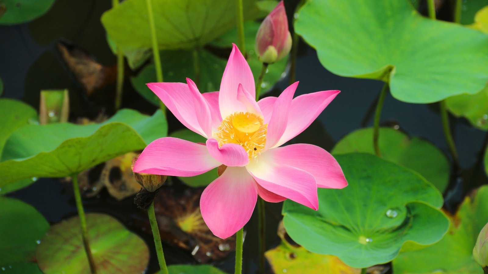 A vibrant pink flower with a yellow center and many petals, blooming over large, round, light green leaves floating on a pond.