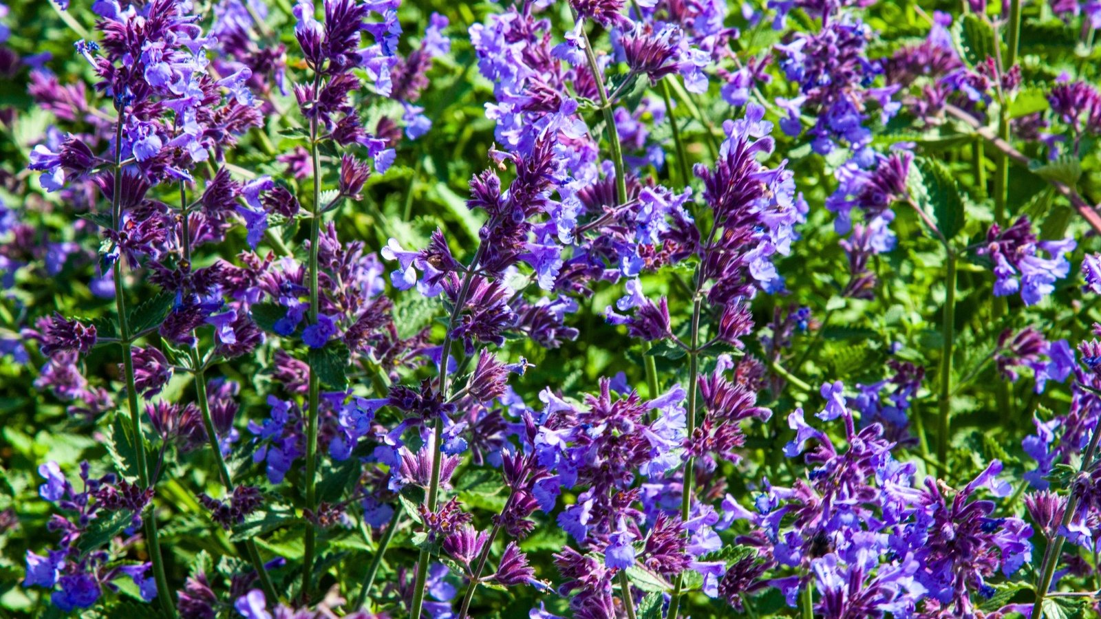 Numerous spires of small, densely clustered, lavender-blue flowers growing among light green leaves.