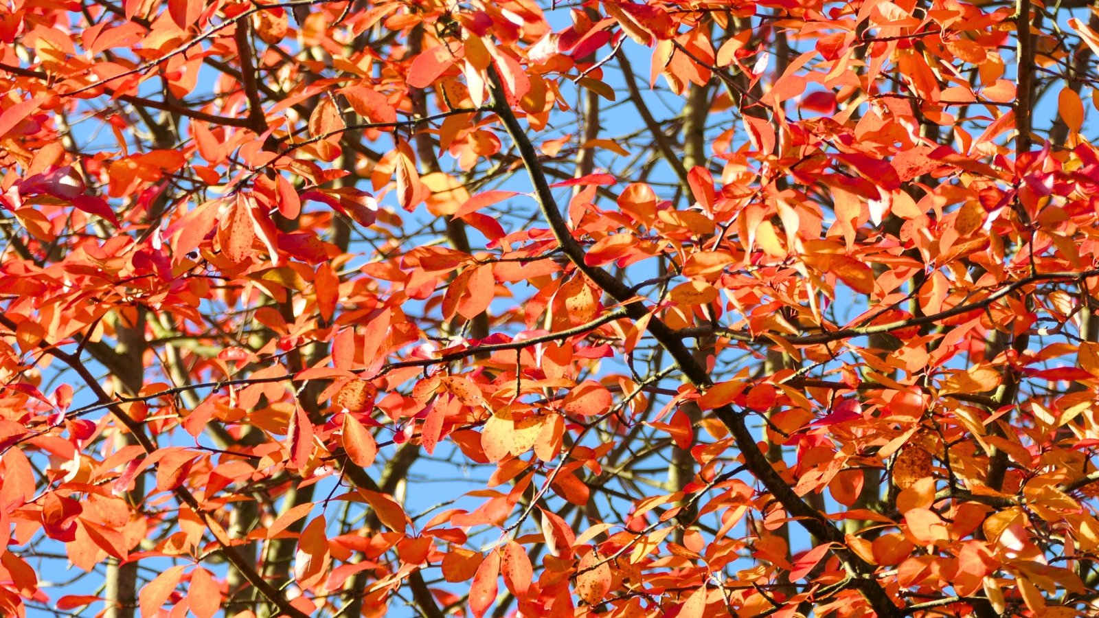 A dense array of oval-shaped leaves with a bright reddish-orange color and smooth edges fills the frame.