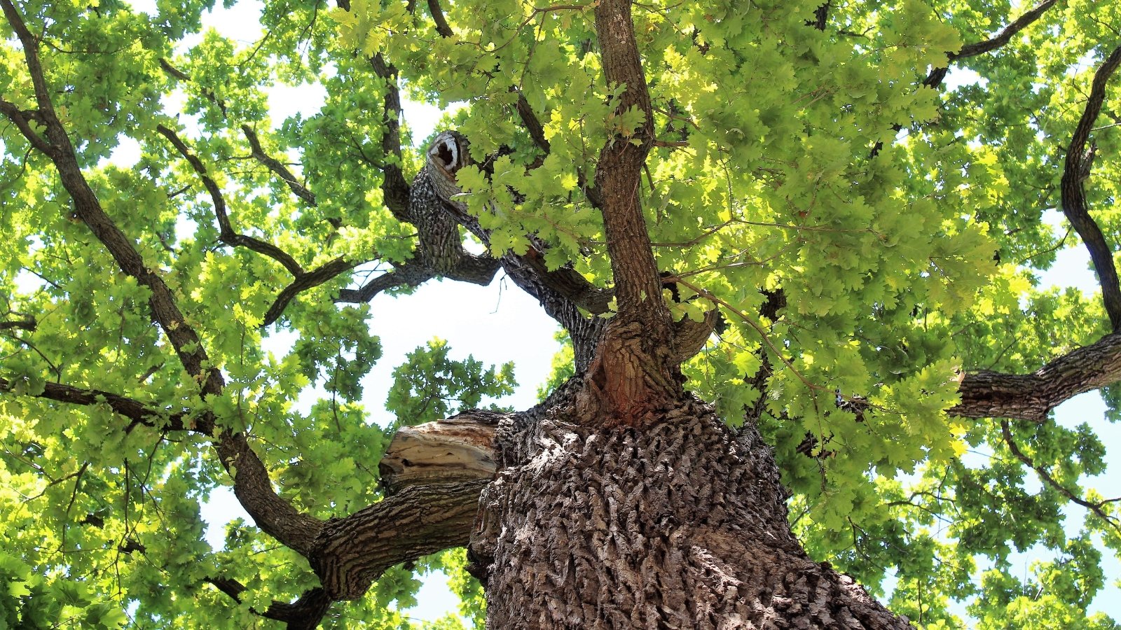 Sturdy branches display elongated, lobed leaves with rounded edges in deep green, forming a dense and textured canopy.