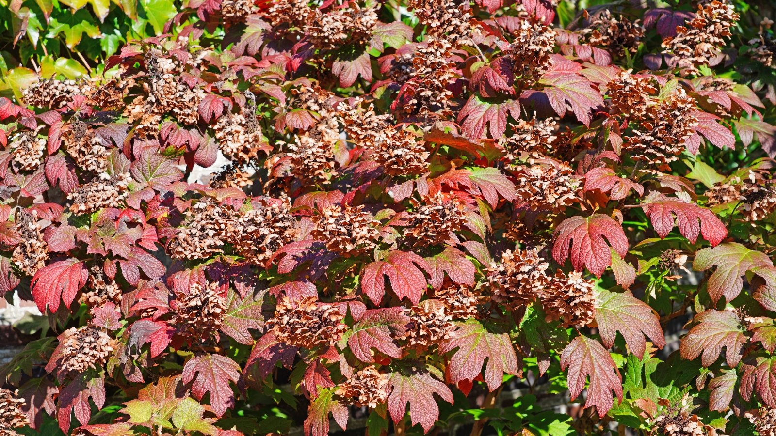 Shrub with large lobed leaves turning pinkish-red and cone-shaped flower clusters fading to brown at the tips.
