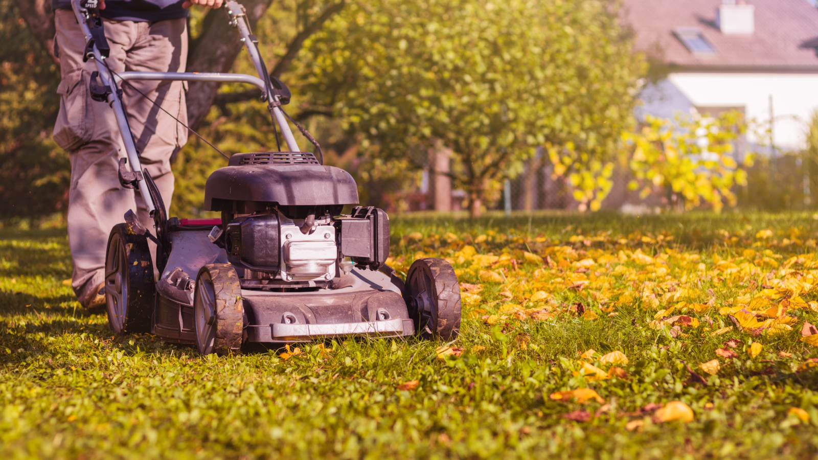 Male gardener caring for a lawn while pushing a lawnmower over green grass lightly covered with orange and yellow autumn leaves in an October garden.