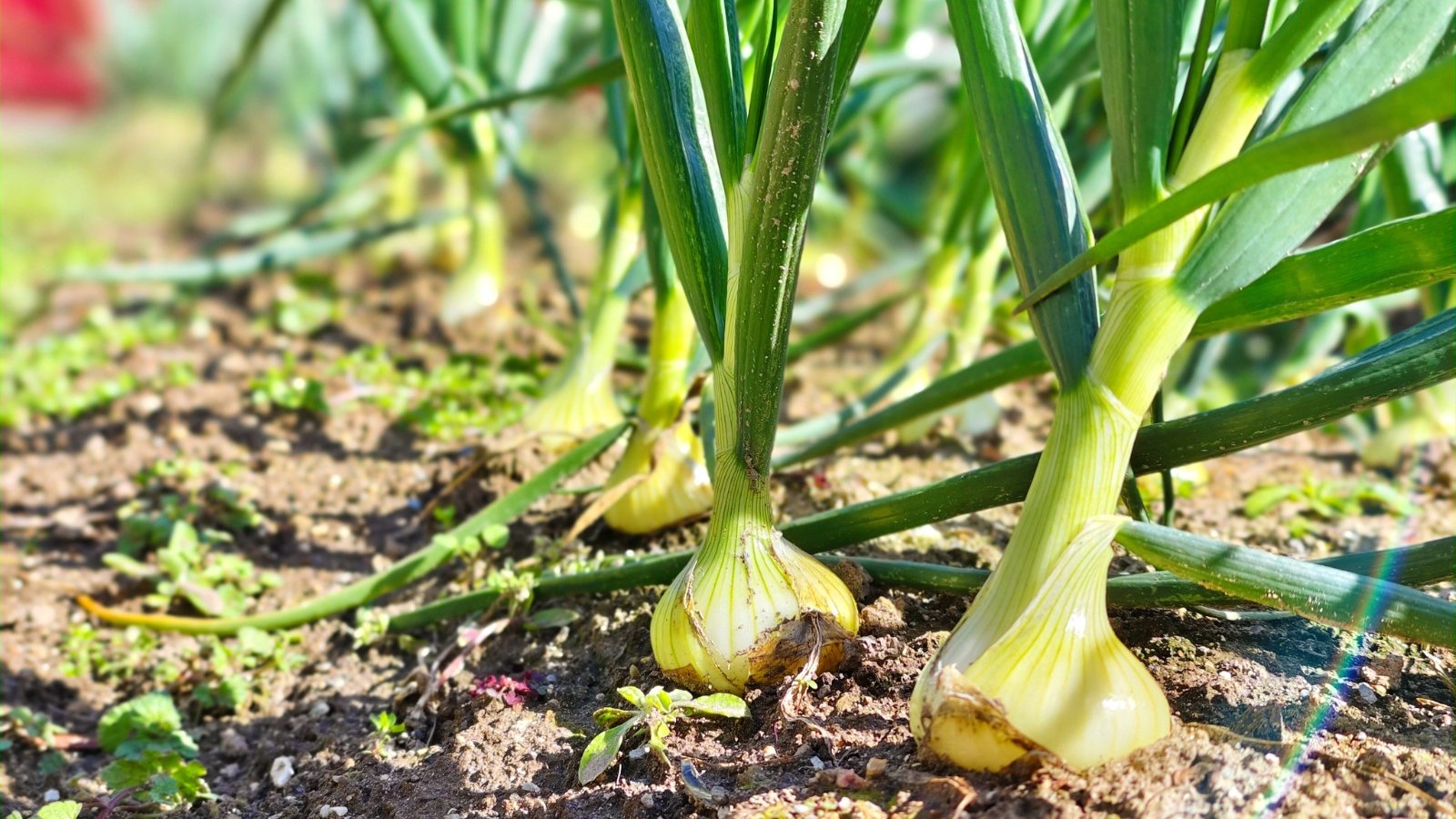 Upright green plants with long, tubular leaves and partially exposed round bulbs growing in neat rows in a sunny garden bed.