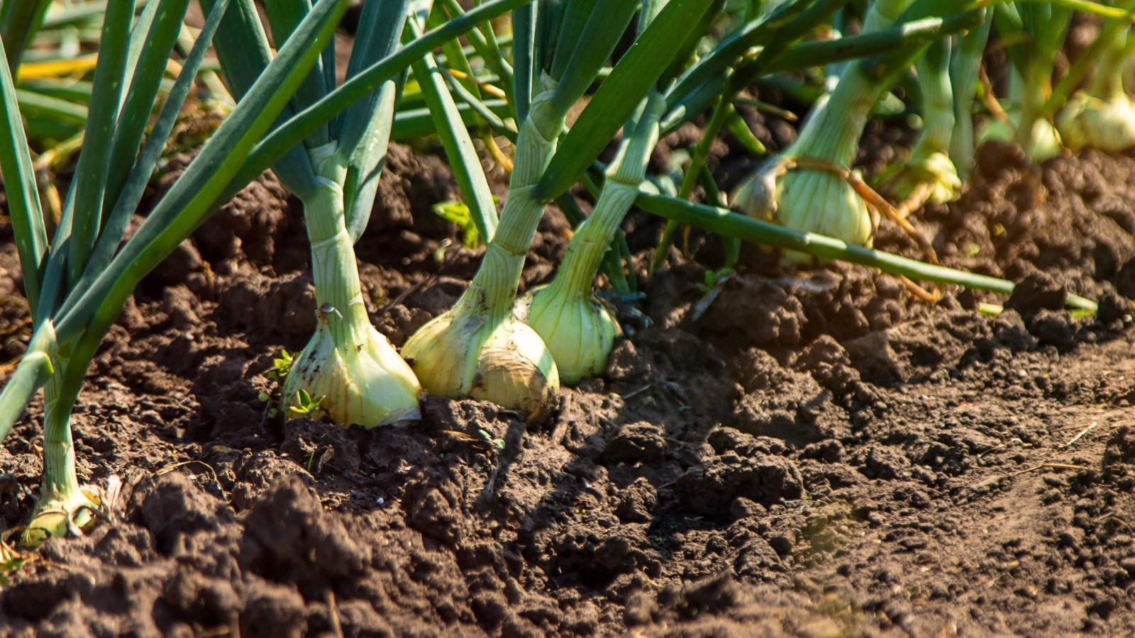 Green onion plants with tall, slender leaves emerge from the soil above swelling white bulbs partly visible at the surface.