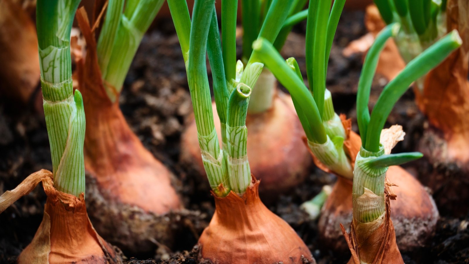 A row of large, copper-colored bulbs growing from the dark soil, each topped with a thick, upright green stem.