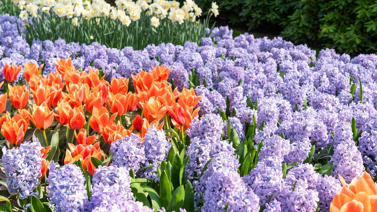 A border of tall, orange blossoms with pointed tips stands next to a swath of dense, cone-shaped lavender flowers.