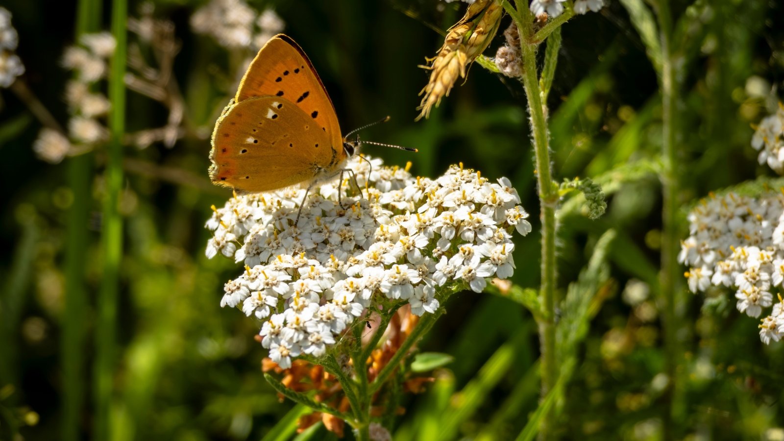 An orange butterfly with black-spotted wings rests on delicate white yarrow flowers, collecting nectar.