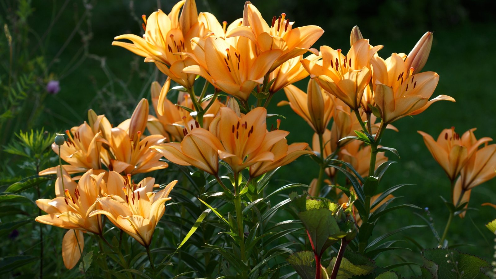 Bright orange lilies with open trumpet-shaped flowers and long green stems and leaves basking in sunlight.
