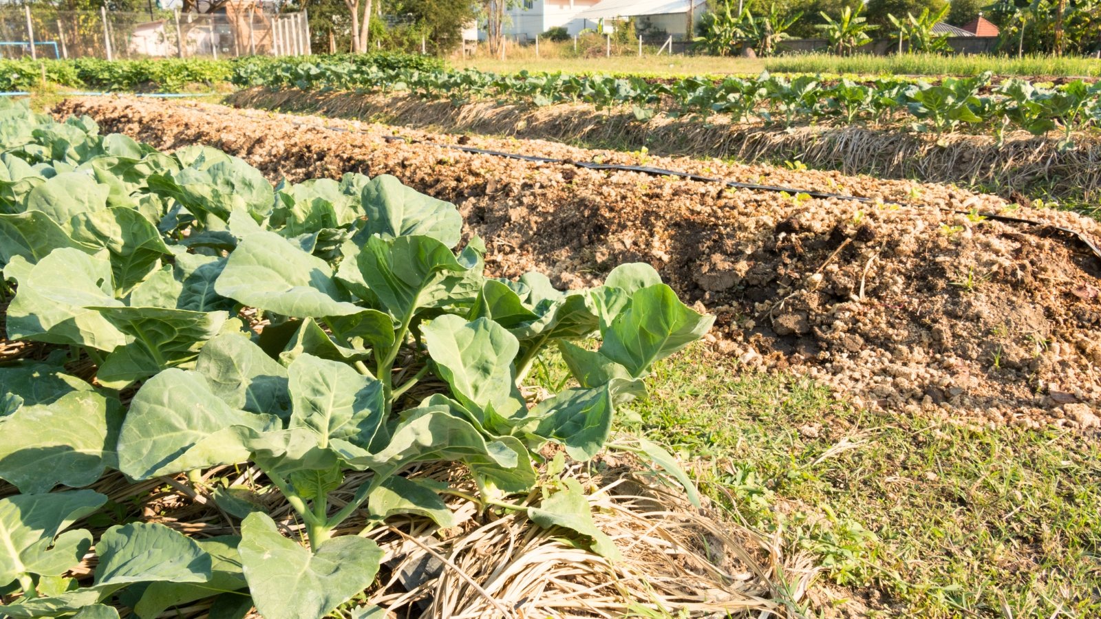 Organic vegetable garden with cabbages forming tight green heads on raised Hugelkultur beds.