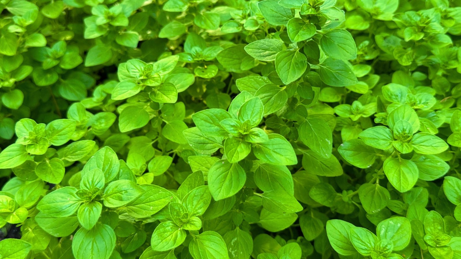 A dense cluster of small, oval-shaped green leaves with smooth edges and a soft, velvety texture.