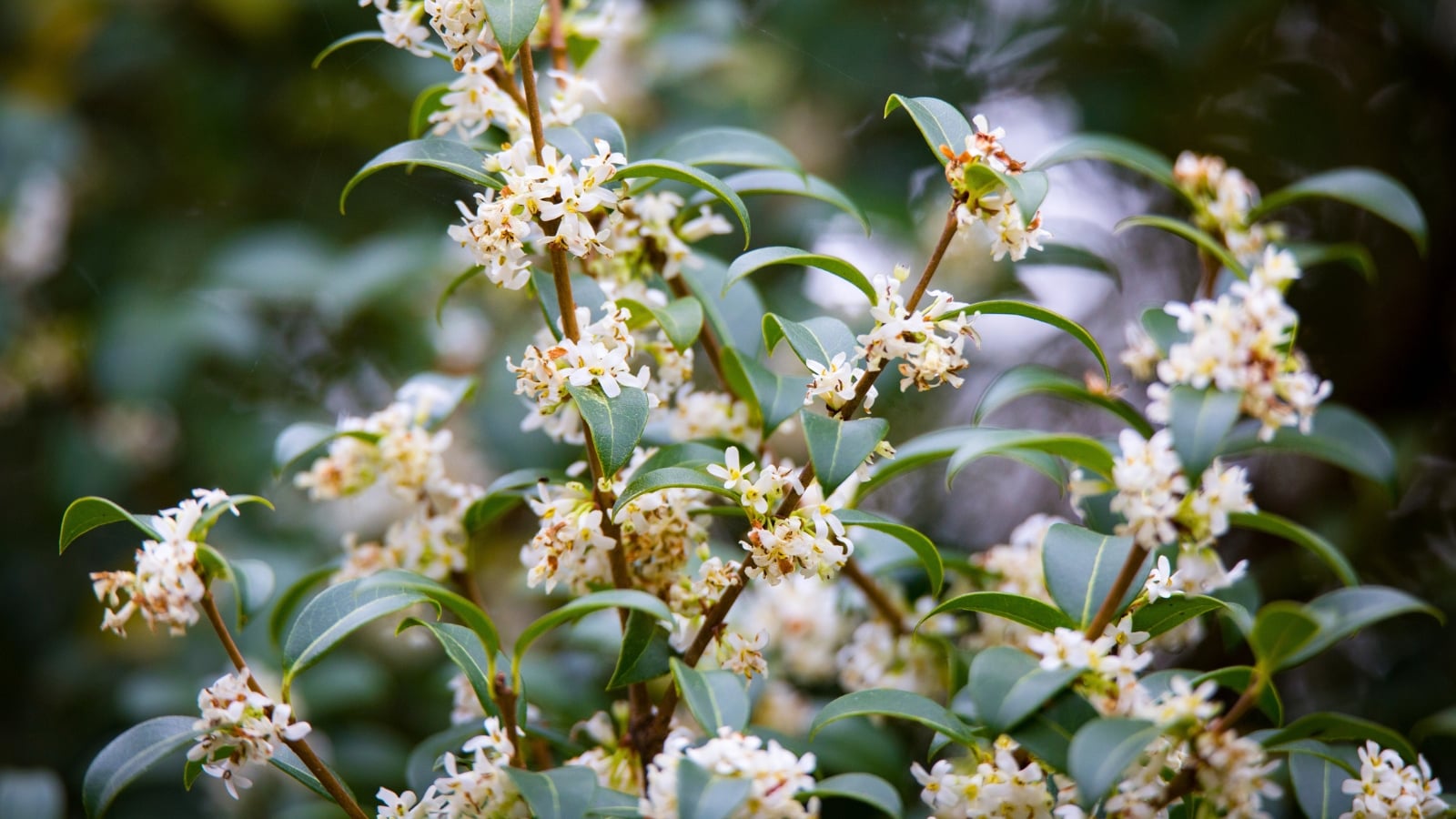 Small, creamy white flowers with four rounded petals and a yellow center dot are nestled among dark green, glossy leaves with finely serrated edges.