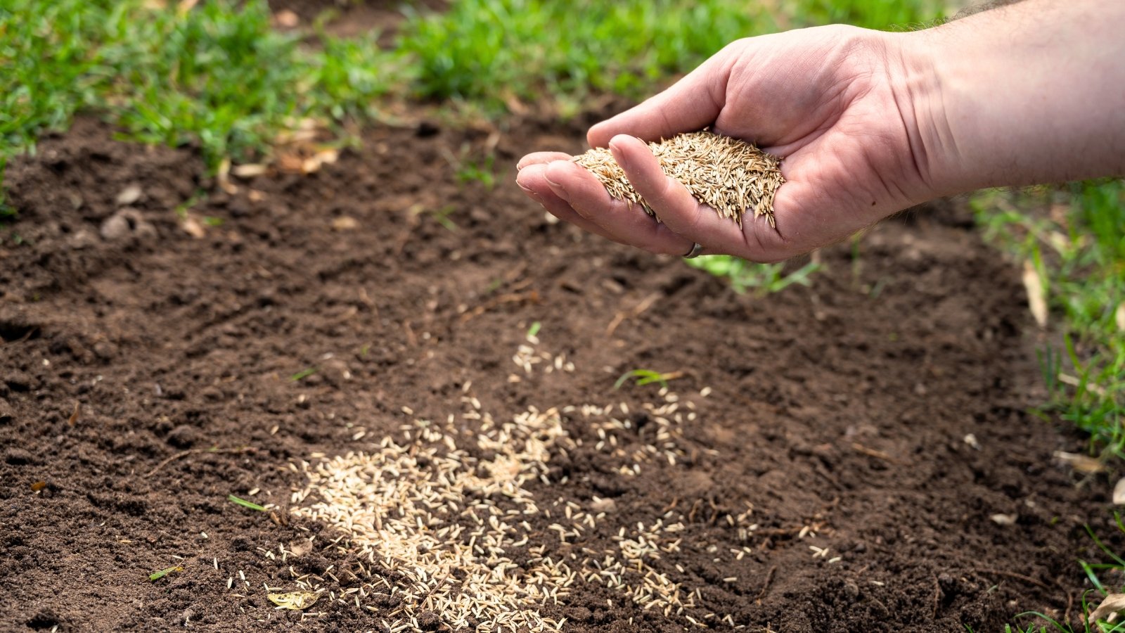 Woman’s hand scattering grass seeds over a bare patch amid a green lawn.