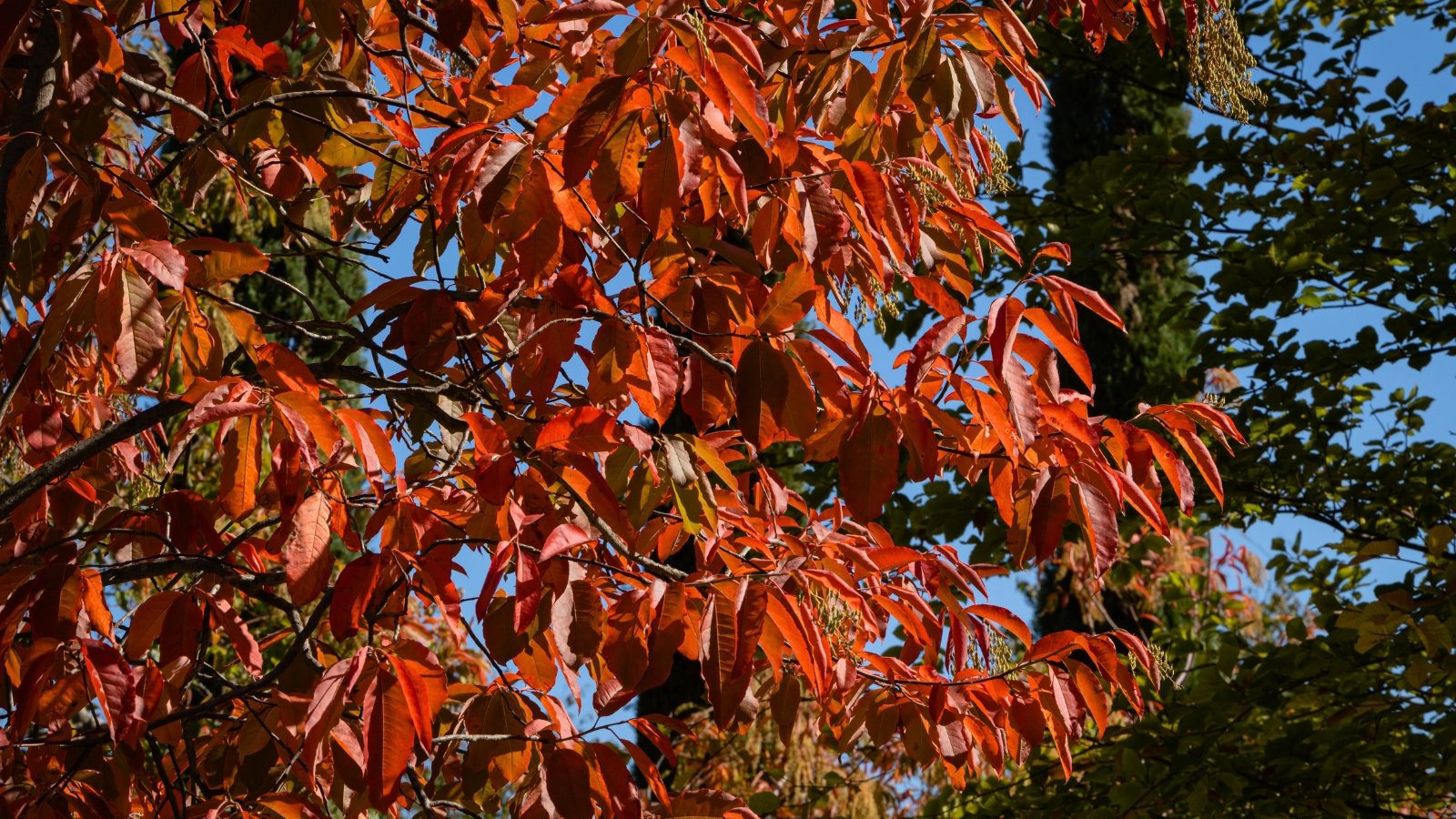 A cluster of brilliant orange and reddish-brown leaves hangs from a branch, with each leaf having a distinct oval shape with serrated edges.