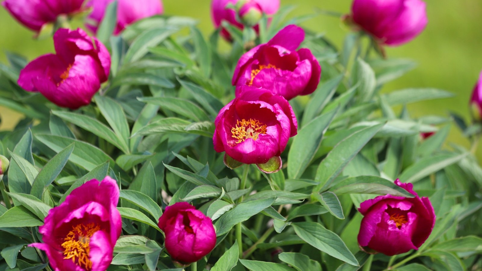 Large, layered pink flowers with rounded petals and glossy green foliage in close up.