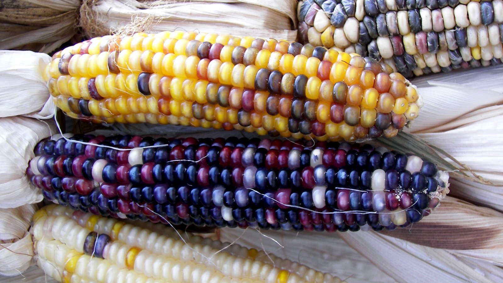 Corn cobs with a mix of warm, earthy-toned kernels in beige, gold, and rust, alongside cool shades of blue, purple, and white.