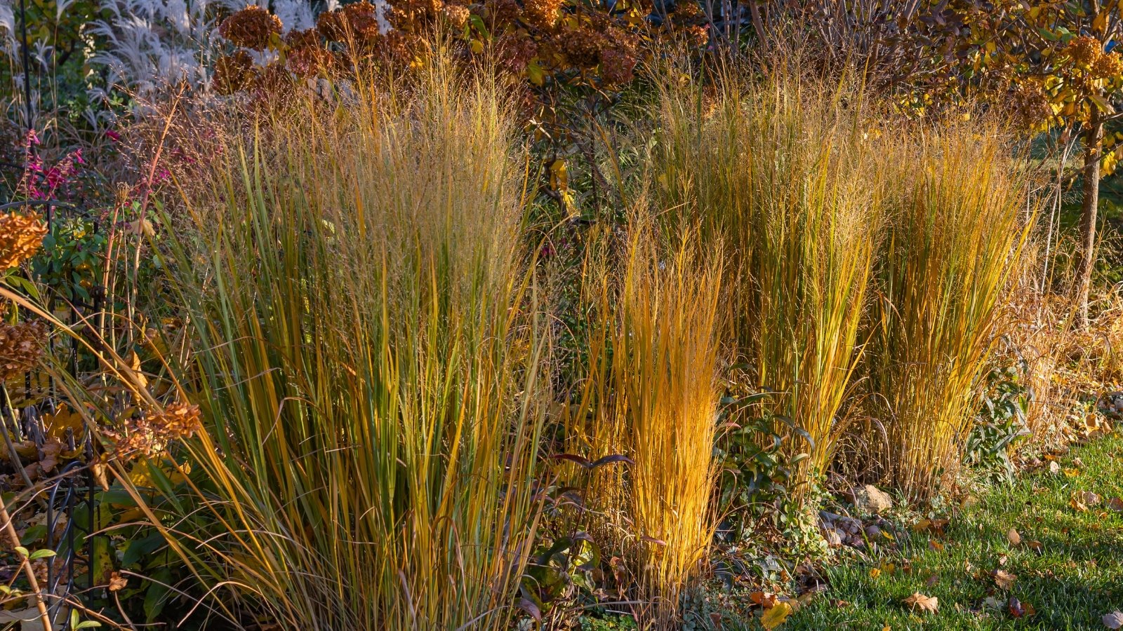 Three tall clumps of feathery, grass-like foliage display a gradient of green, yellow, and deep orange.