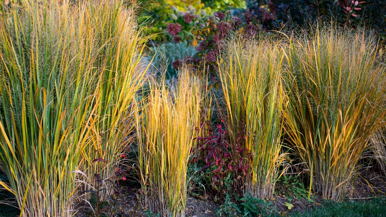 A row of tall, grassy ornamental plants with narrow, upright golden-yellow blades and feathery seed heads.
